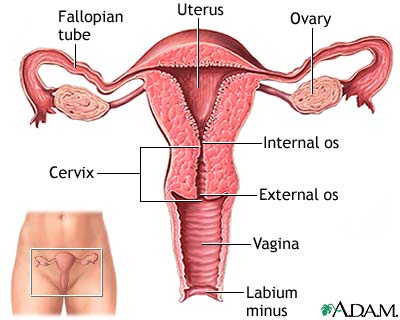 Uterus Uterus