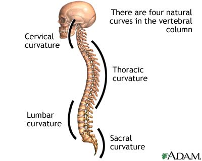 Spinal curves Spinal curves