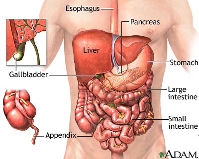 Abdominal organs Abdominal organs