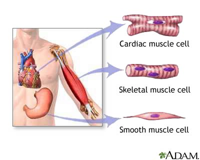 Types of muscle tissue Types of muscle tissue