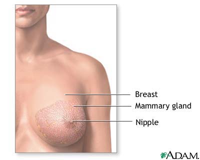 Normal female breast anatomy Normal female breast anatomy