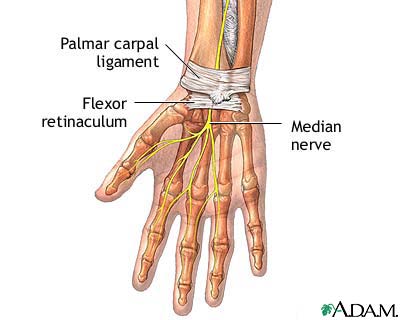 Wrist anatomy Wrist anatomy
