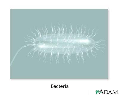 Bacteria